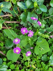 Pericallis tussilaginis