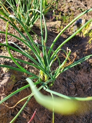 Allium haematochiton