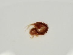 Caprella penantis