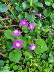 Pericallis tussilaginis