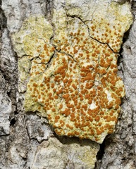 Gyalolechia