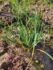 Allium haematochiton