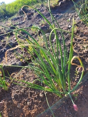 Allium haematochiton
