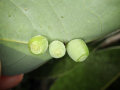 Daphnephila machilicola