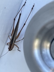 Conocephalus bilineatus