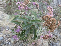 Pluchea carolinensis