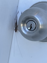 Conocephalus bilineatus