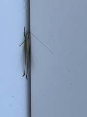 Conocephalus bilineatus