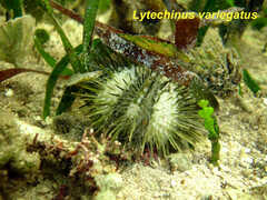Lytechinus variegatus