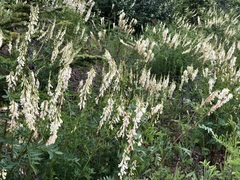 Hedysarum sulphurescens