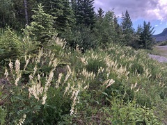 Hedysarum sulphurescens