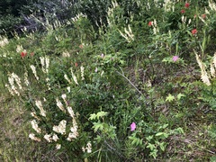 Hedysarum sulphurescens