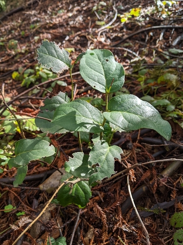 Gaultheria shallon