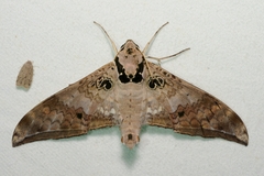 Ambulyx canescens