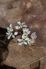 Erigenia bulbosa