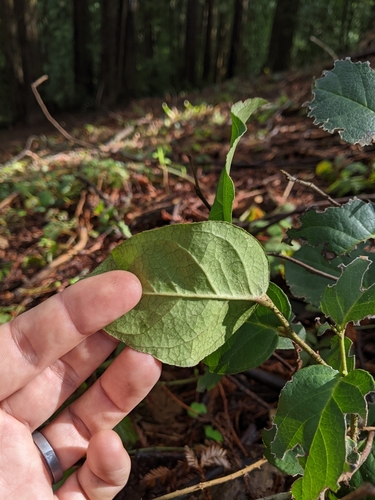 Gaultheria shallon