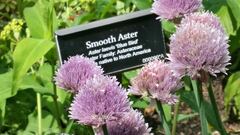 Symphyotrichum laeve laeve