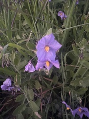 Solanum xanti