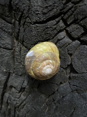 Monadenia infumata callidina