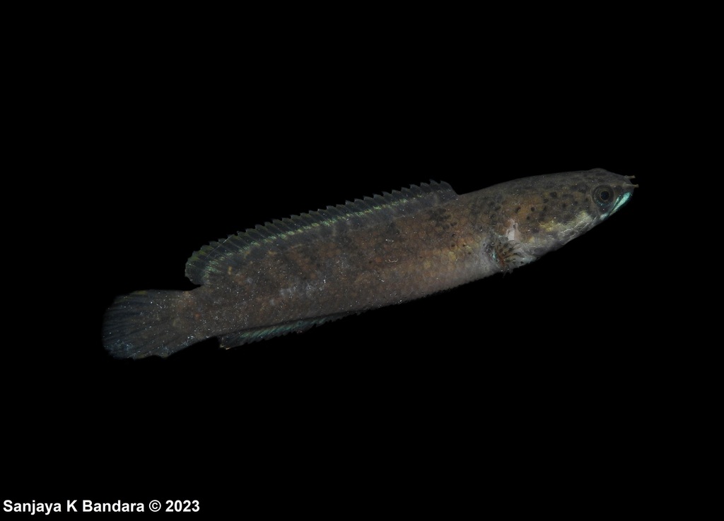 Asiatic Snakehead