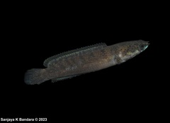 Channa orientalis