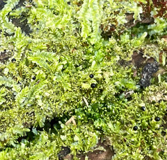 Odontoschisma denudatum