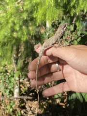 Pseudocalotes microlepis
