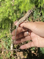 Pseudocalotes microlepis