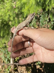 Pseudocalotes microlepis