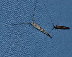 Nectopsyche exquisita