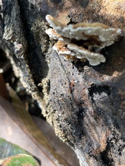 Cerrena zonata