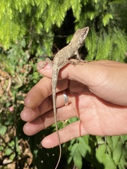 Pseudocalotes microlepis