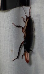 Drymaplaneta semivitta