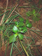 Bidens ostruthioides
