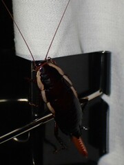 Drymaplaneta semivitta