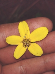Bidens ostruthioides