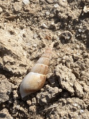 Ophiodermella inermis