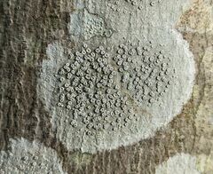 Lecanora hybocarpa