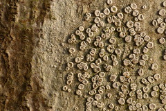Lecanora hybocarpa