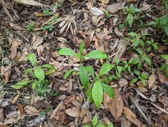 Psychotria nervosa