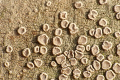 Lecanora hybocarpa