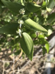 Asparagus asparagoides