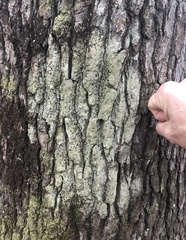 Bacidia schweinitzii