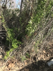 Asparagus asparagoides