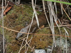 Cyclodomorphus gerrardii