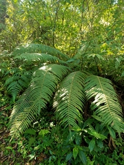 Sphaerostephanos taiwanensis