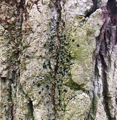 Bacidia schweinitzii