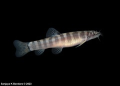 Schistura notostigma