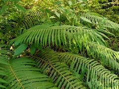 Sphaerostephanos taiwanensis