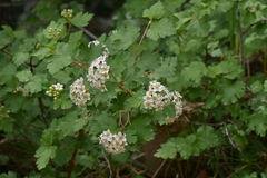 Physocarpus monogynus